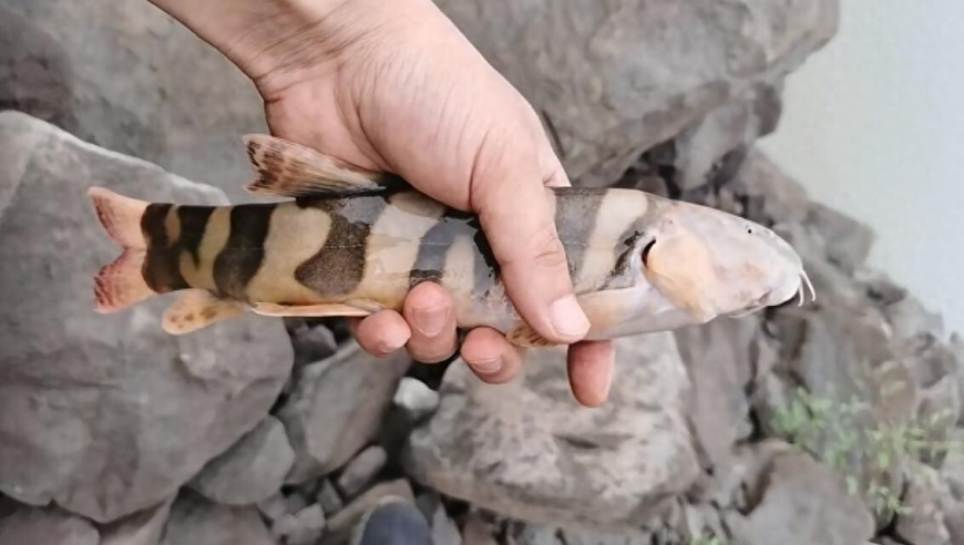 澳门精准免费资料大全最新版本,河南许昌两地合村并镇系谣言,完美答案解释落实_扩展版V8.38
