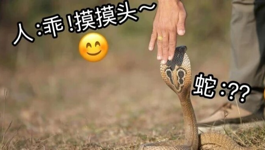 东三省十年缩减超千万人,新澳门开彩高清新版跑狗图5043,准确资料解释落实_户外版V6.26